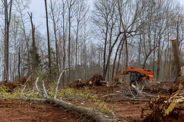 Best Tree Disease Treatment  in Accokeek, MD