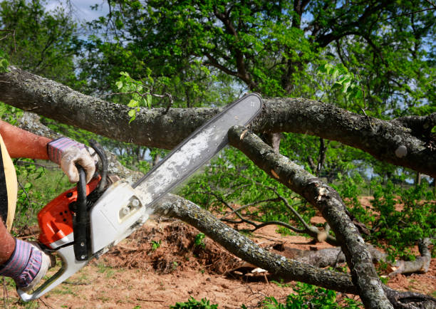 Best Tree Mulching  in Accokeek, MD